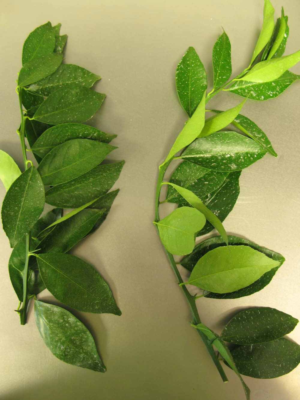            Leaves (Chiefland, FL)   